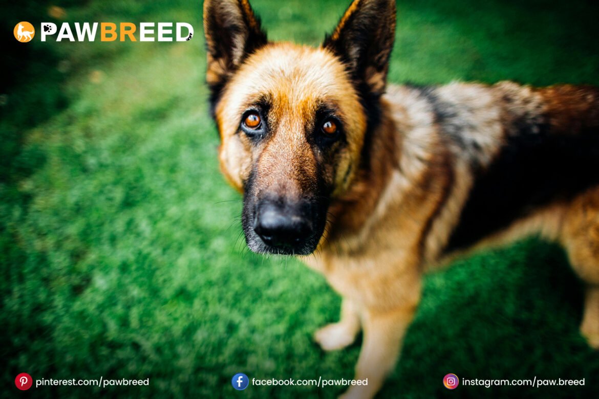 Dog Rottweiler German Shepherd Mix Dog Rottweiler German Shepherd Mix