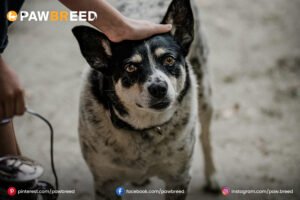 Heeler-Mix-Dog