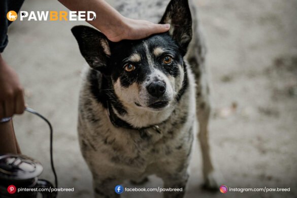 Heeler Mix Dog Heeler-Mix-Dog