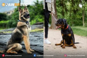 Rottweiler and German Shepherd mix dog