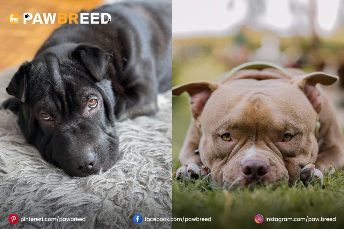 Sher Pai Dog Pitbull Mix