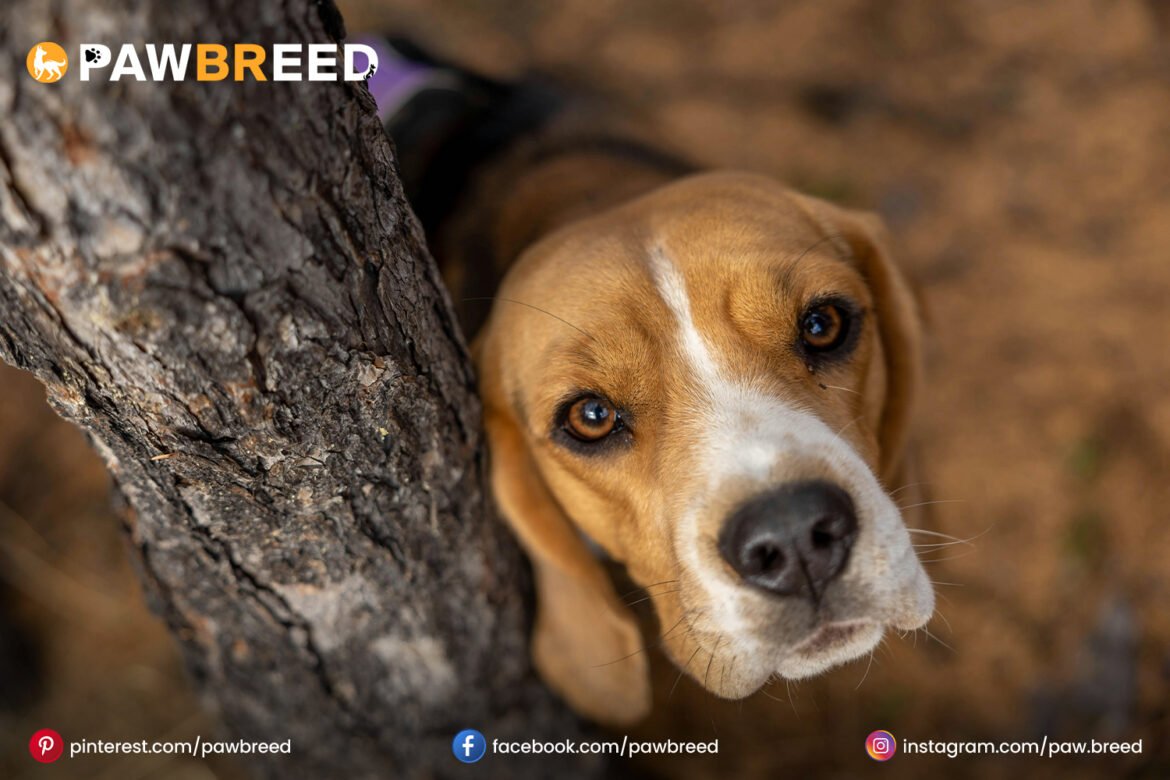 Labrador Hound Mix Dog Labrador Hound Mix Dog