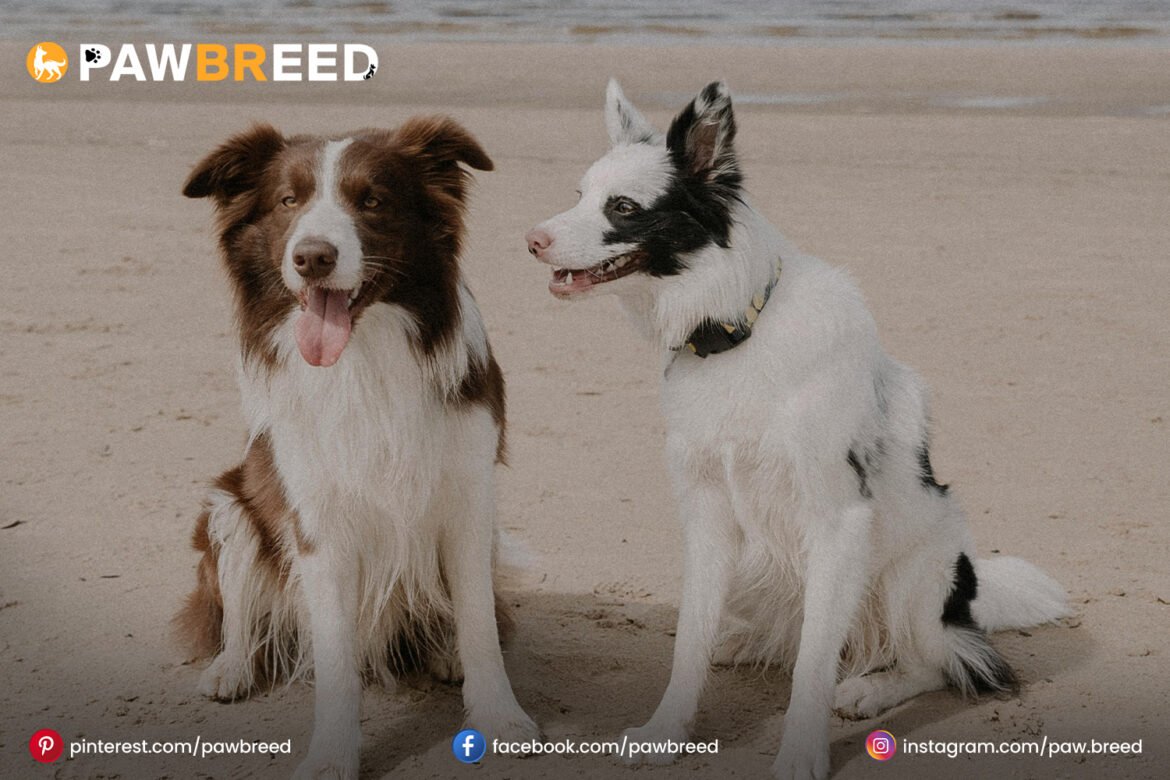 Australian Cattle Dog and Border Collie Mix Australian Cattle Dog and Border Collie Mix