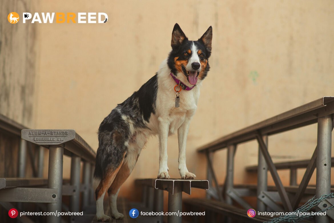 Border Collie Mix Australian Cattle Dog Border Collie Mix Australian Cattle Dog