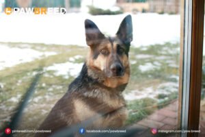 Shepherd dog