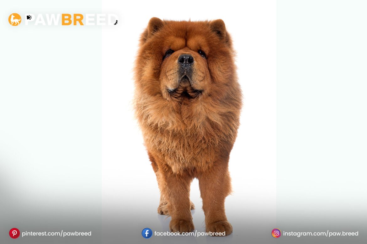 Golden Chow Dog Golden Chow Dog