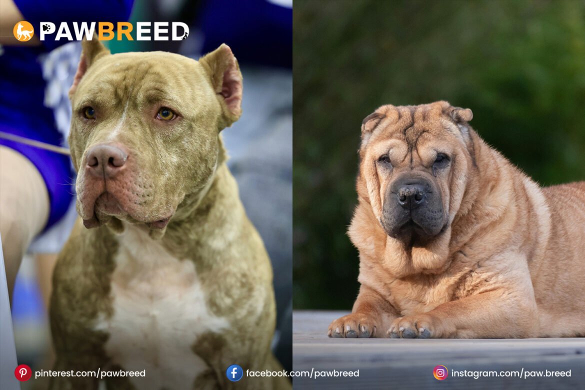 Shar Pei and Pitbull Mix Dogs