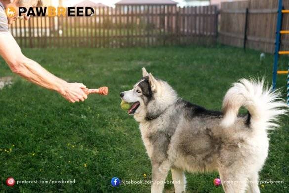 How Long Can Siberian Huskies Live?