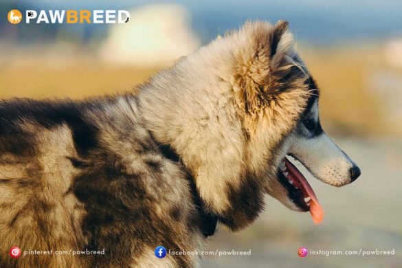 How Big Can a Siberian Husky Get?