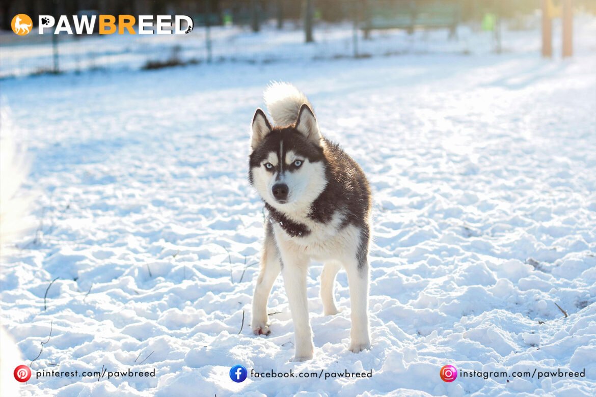 How Cold Can a Siberian Husky Handle?