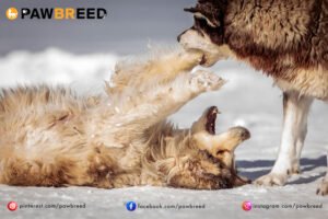 How Cold Can a Siberian Husky Handle? 