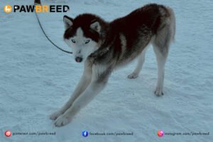 How Cold Is Too Cold for a Siberian Husky? 