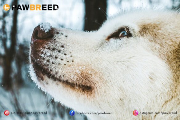 How to Potty Train a Siberian Husky?