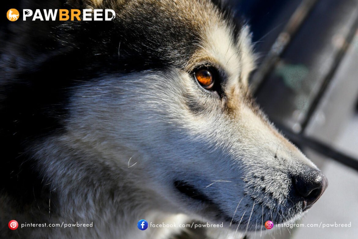 How Expensive Are Siberian Huskies?