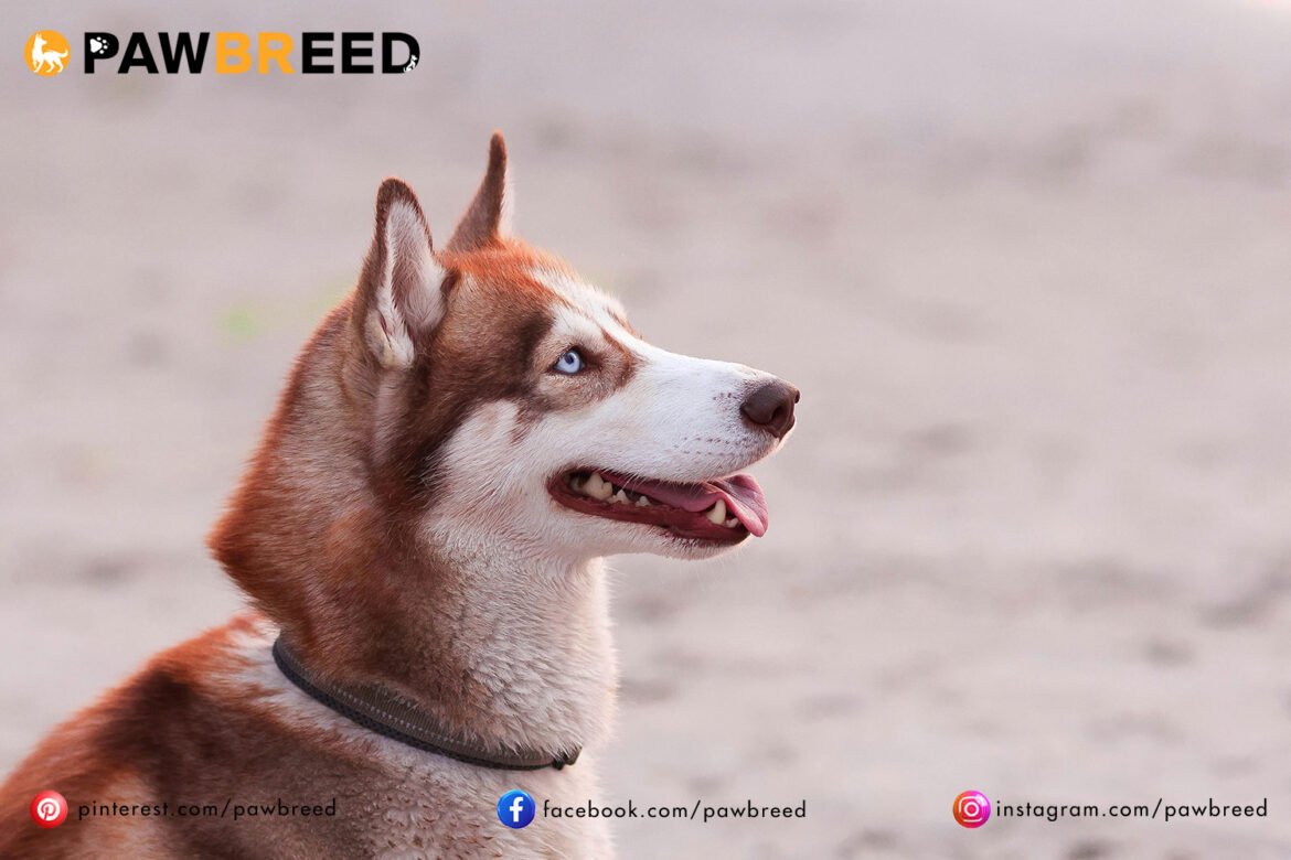 How fast can a Siberian Husky run?