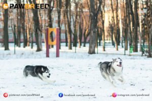 How fast can a Siberian Husky run?