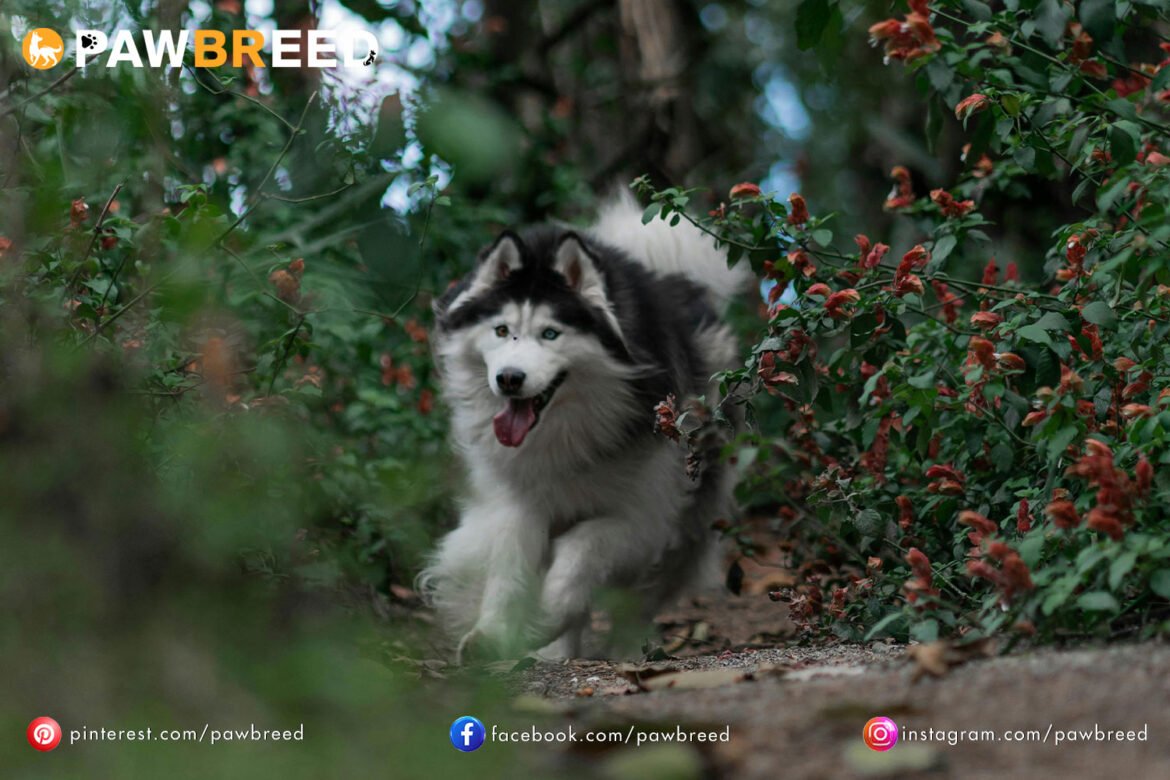 How Far Can a Siberian Husky Run?