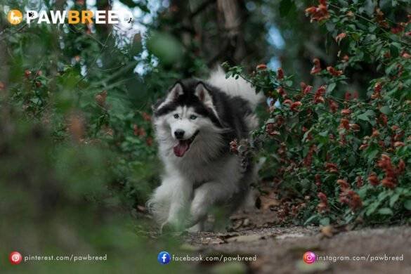 How Far Can a Siberian Husky Run?