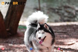 How Far Can a Siberian Husky Run? 