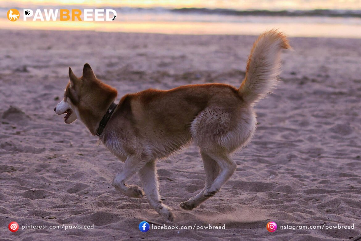 How Fast Do Siberian Huskies Run?