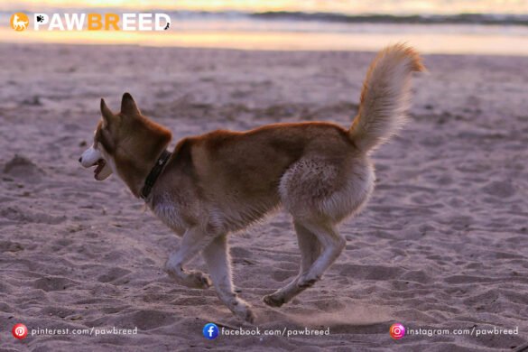 How Fast Do Siberian Huskies Run? How Fast Do Siberian Huskies Run?