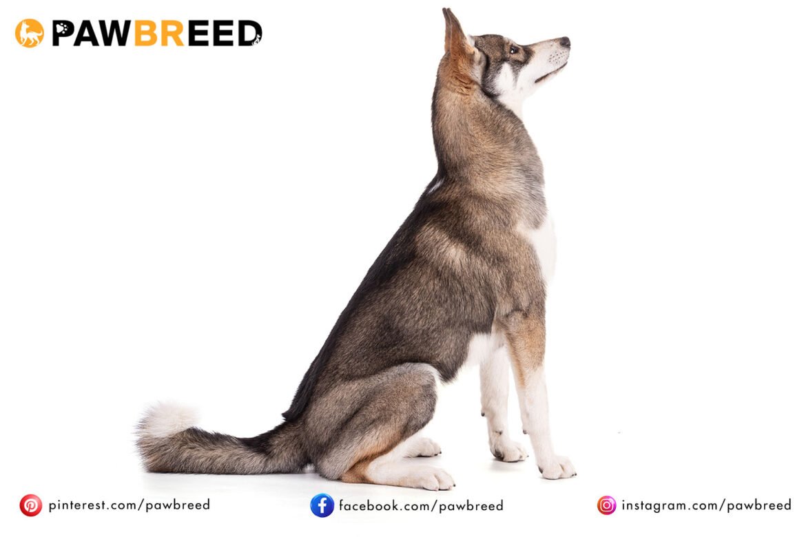 How long do Siberian Huskies grow How long do Siberian Huskies grow