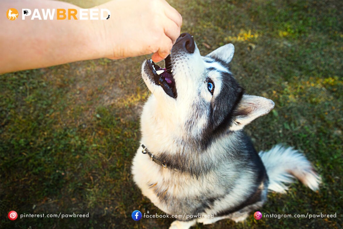 How Long Do Siberian Huskies Live For?