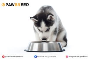 How Much a Siberian Husky Puppy Cost