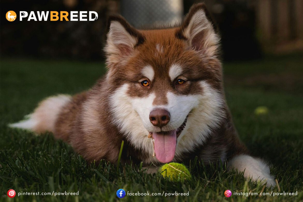 How Long Does a Siberian Husky Live?