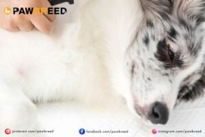 How Long Does a Siberian Husky Live? 
