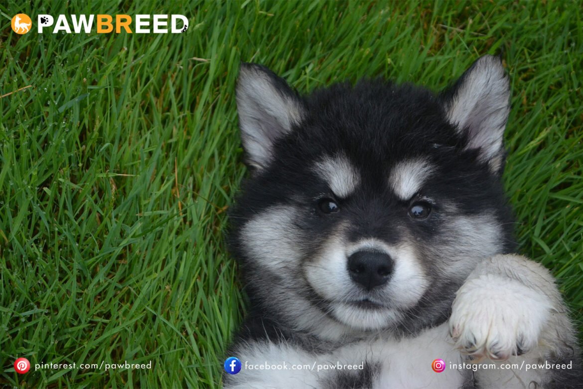 How Much a Siberian Husky Puppy Cost