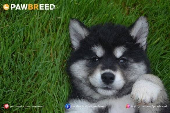 How Much a Siberian Husky Puppy Cost