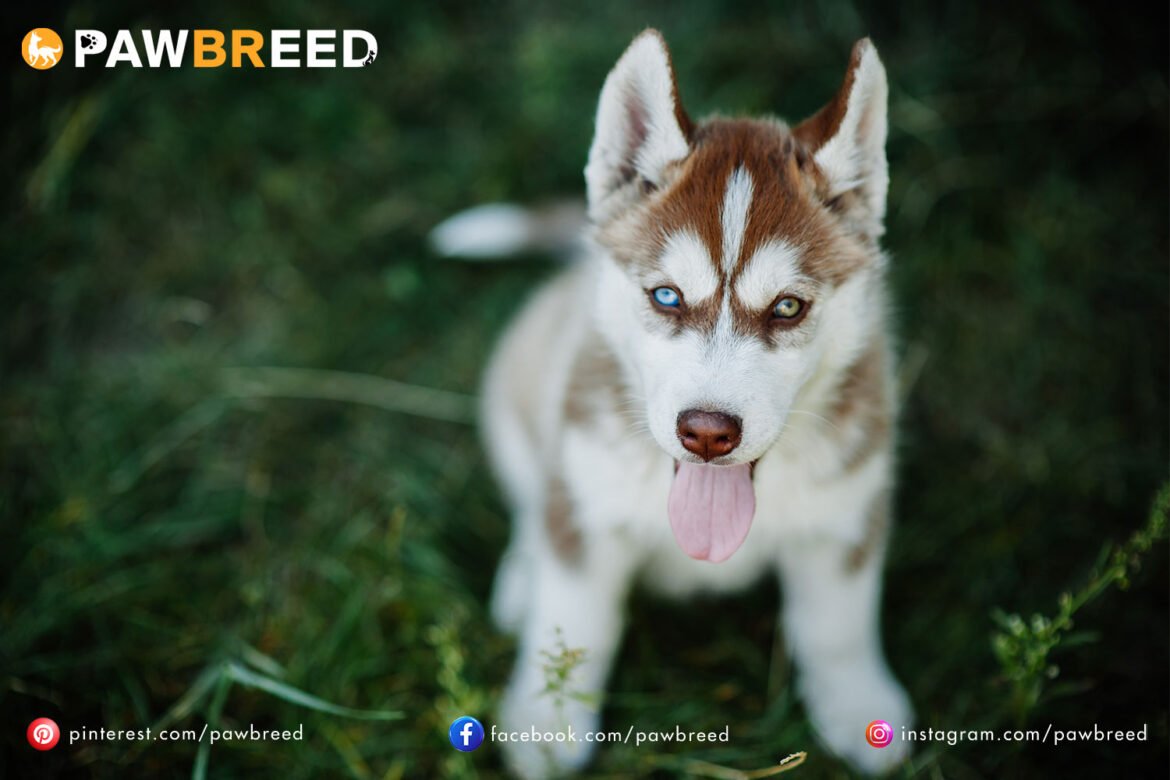 How Much Is a Siberian Husky Puppy?