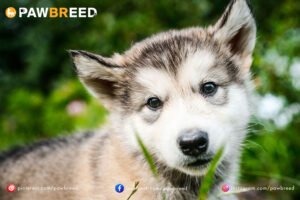 How Much Is a Siberian Husky Puppy? 