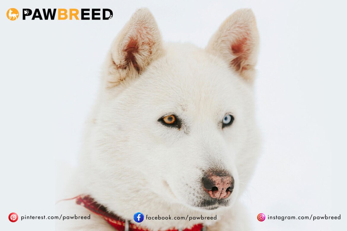 How Much Is a White Siberian Husky?