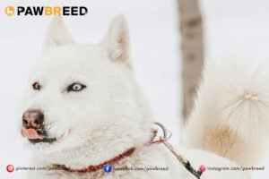 How Much Is a White Siberian Husky? 