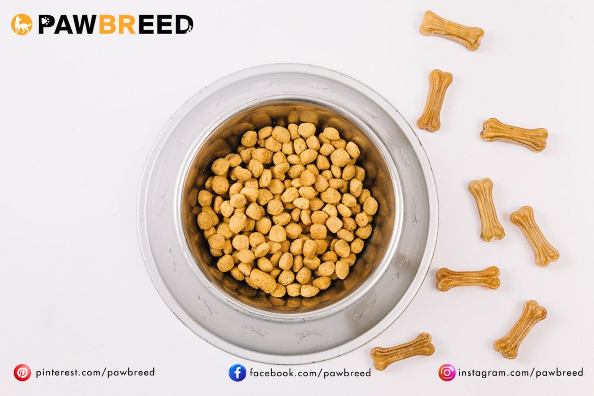 How Much Should a Siberian Husky Eat?