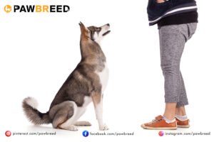 How Much Weight Can a Siberian Husky Pull? 