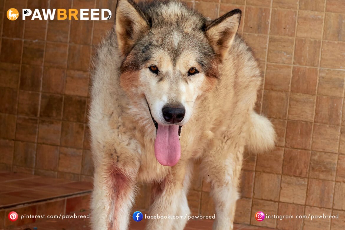 How to Potty Train a Siberian Husky?