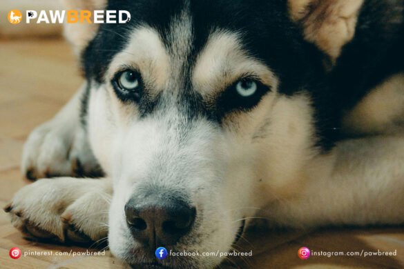 How to Potty Train a Siberian Husky Puppy?