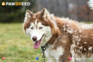 How fast can a Siberian Husky run?